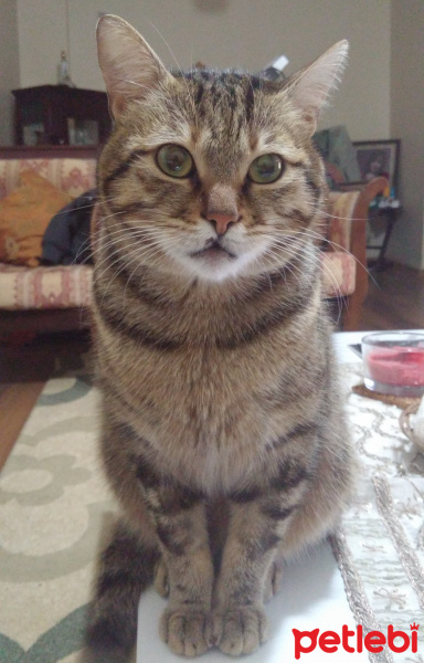 Tekir Kedi, Kedi Şıllık fotoğrafı