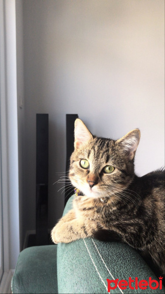 Tekir Kedi, Kedi Betty fotoğrafı