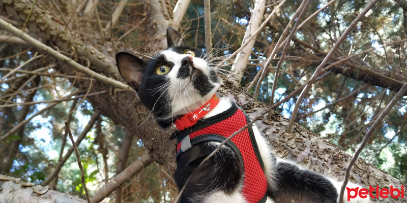 Tekir Kedi, Kedi karahan fotoğrafı