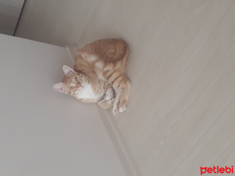 Sarman, Kedi Müslüm fotoğrafı