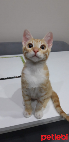 Sarman, Kedi Müslüm fotoğrafı