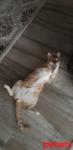 Sarman, Kedi Müslüm fotoğrafı