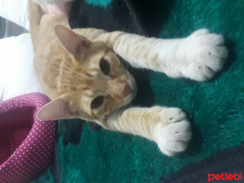 Sarman, Kedi Müslüm fotoğrafı