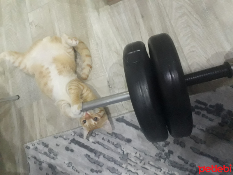 Sarman, Kedi Müslüm fotoğrafı