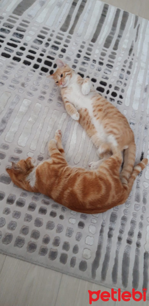 Sarman, Kedi Müslüm fotoğrafı