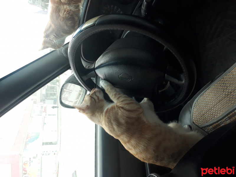 Sarman, Kedi Müslüm fotoğrafı