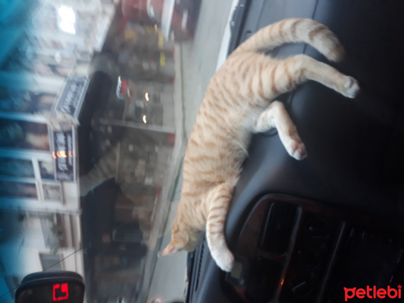 Sarman, Kedi Müslüm fotoğrafı