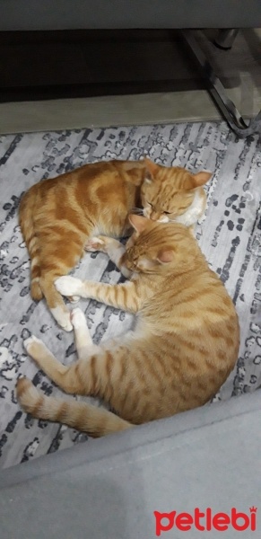 Sarman, Kedi Müslüm fotoğrafı