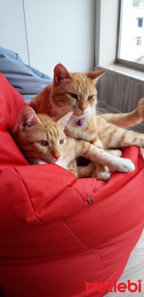 Sarman, Kedi Müslüm fotoğrafı