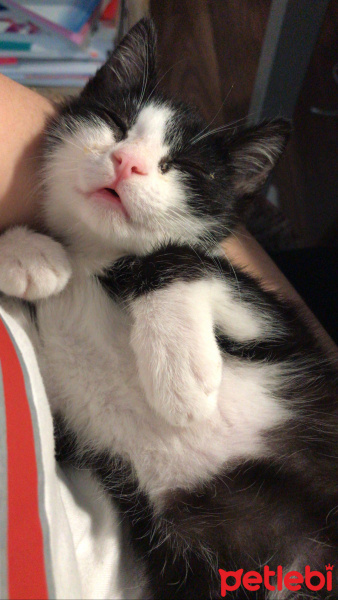 Tuxedo (Smokin) Kedi, Kedi Loki fotoğrafı