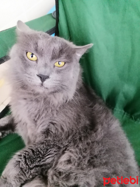 British Shorthair, Kedi BOSS fotoğrafı