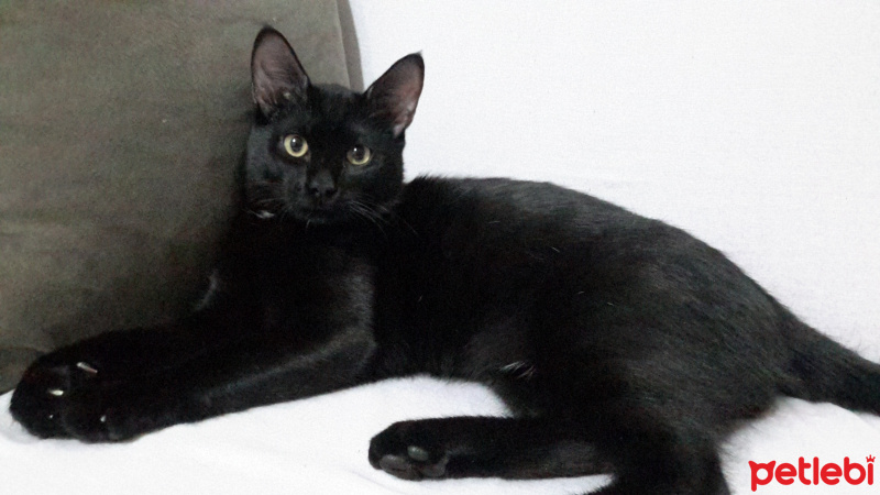 Bombay, Kedi Peyker fotoğrafı