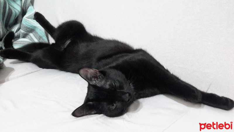 Bombay, Kedi Peyker fotoğrafı