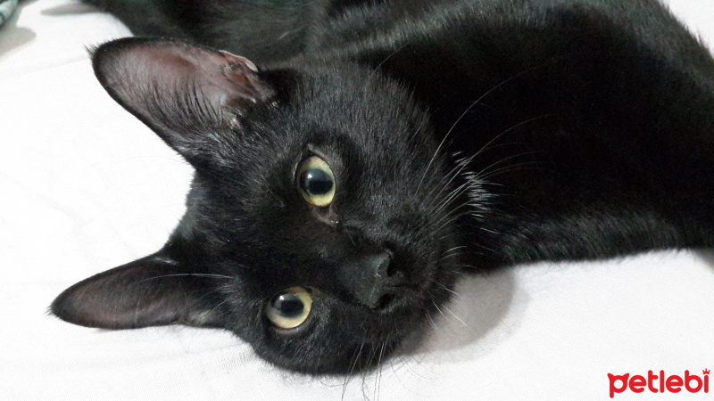 Bombay, Kedi Peyker fotoğrafı