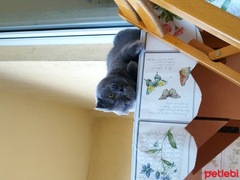 Scottish Fold, Kedi Potlaç fotoğrafı