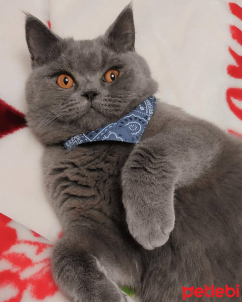 British Shorthair, Kedi Melo fotoğrafı