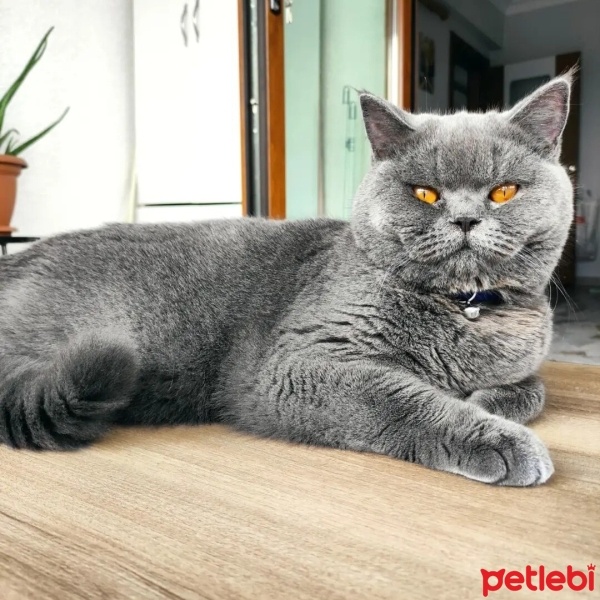 British Shorthair, Kedi Melo fotoğrafı