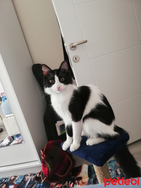 Tuxedo (Smokin) Kedi, Kedi Ninja fotoğrafı