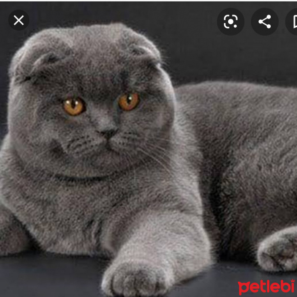 Scottish Fold, Kedi Behlül fotoğrafı