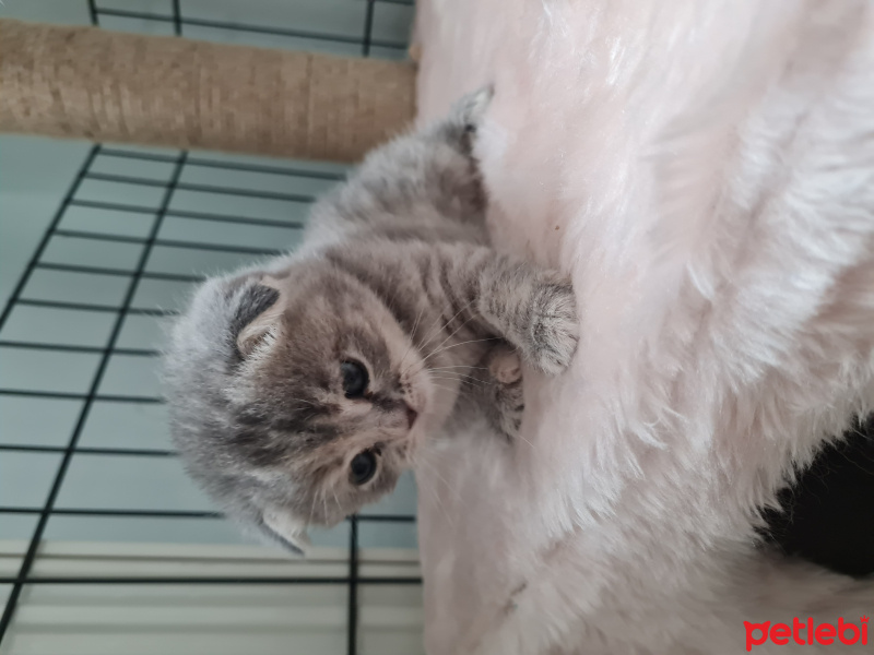 Scottish Fold, Kedi Skotish fold fotoğrafı