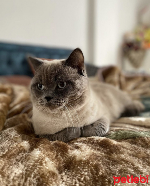 British Shorthair, Kedi Leo fotoğrafı