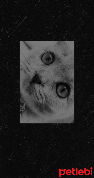 Scottish Fold, Kedi Kül fotoğrafı