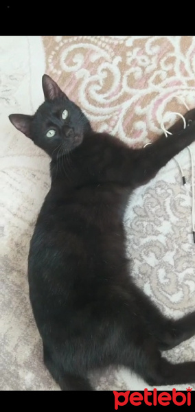 American Curl, Kedi Odin fotoğrafı