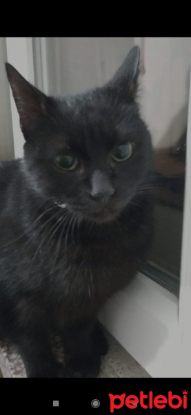 American Curl, Kedi Odin fotoğrafı