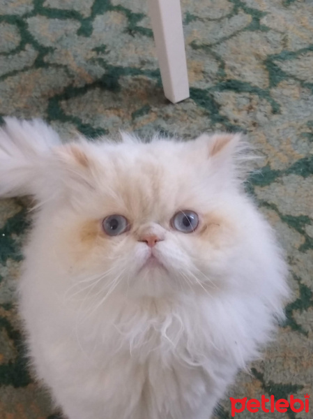 İran Kedisi (Persian), Kedi Leo taci fotoğrafı