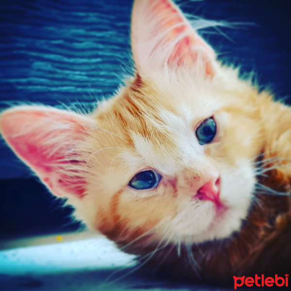 Sarman, Kedi Elvis fotoğrafı