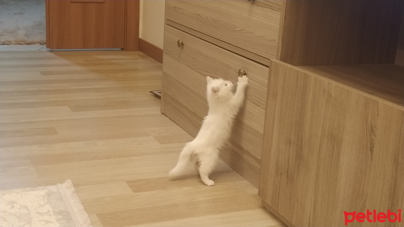 British Shorthair, Kedi Rozi fotoğrafı