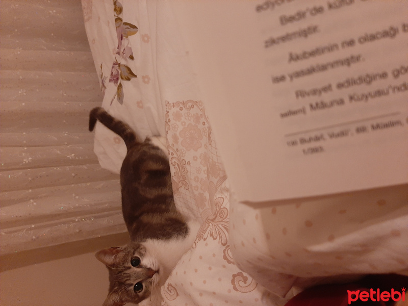 Tekir Kedi, Kedi  Şeker fotoğrafı