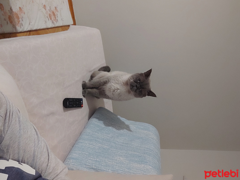 British Shorthair, Kedi Corci fotoğrafı