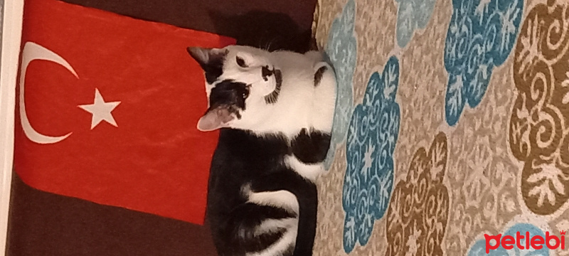 Tekir Kedi, Kedi Pascal fotoğrafı