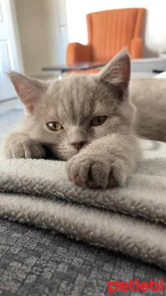 British Shorthair, Kedi Lila fotoğrafı