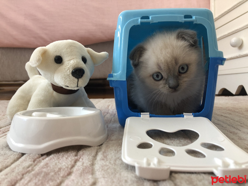 Scottish Fold, Kedi Simba fotoğrafı