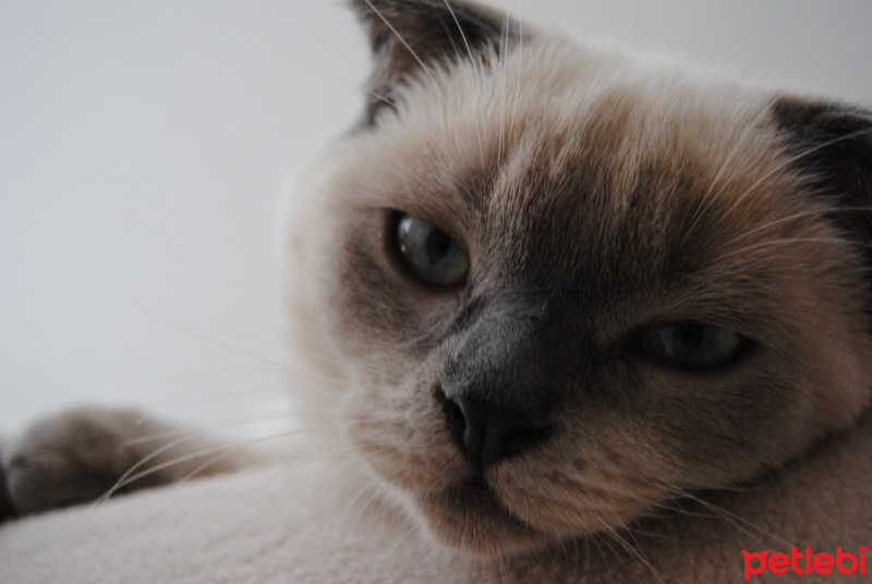 Scottish Fold, Kedi Simba fotoğrafı
