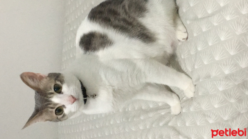 Tekir Kedi, Kedi Mochi fotoğrafı