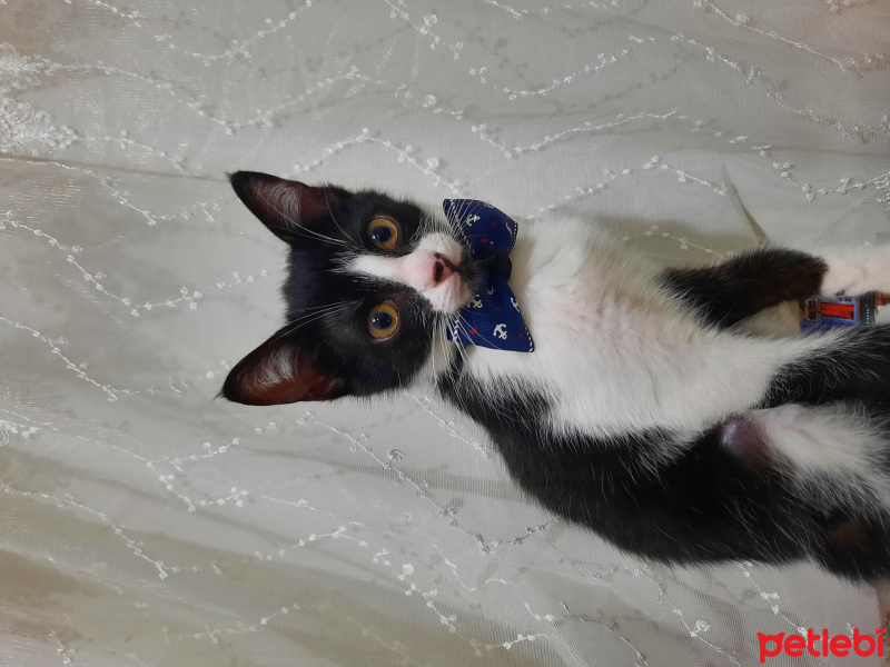 Tekir Kedi, Kedi MİÇO fotoğrafı