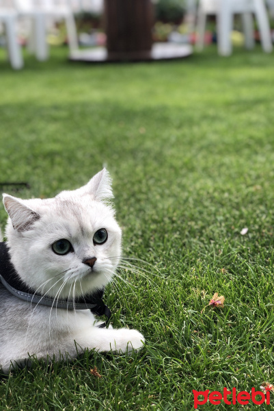 British Shorthair, Kedi Wisky fotoğrafı
