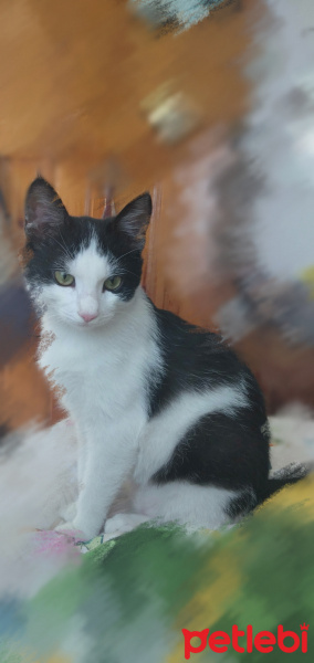 Tuxedo (Smokin) Kedi, Kedi Biricik fotoğrafı