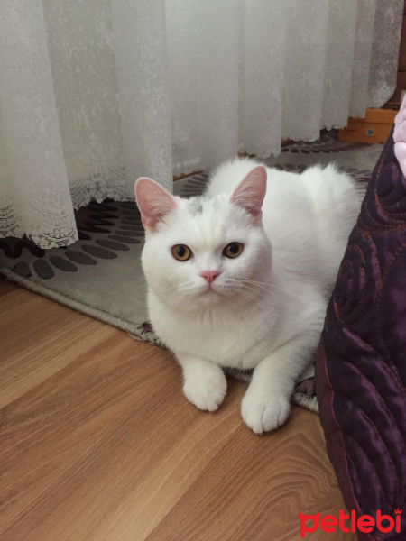 British Shorthair, Kedi Phoebo fotoğrafı