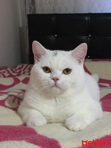 British Shorthair, Kedi Phoebo fotoğrafı