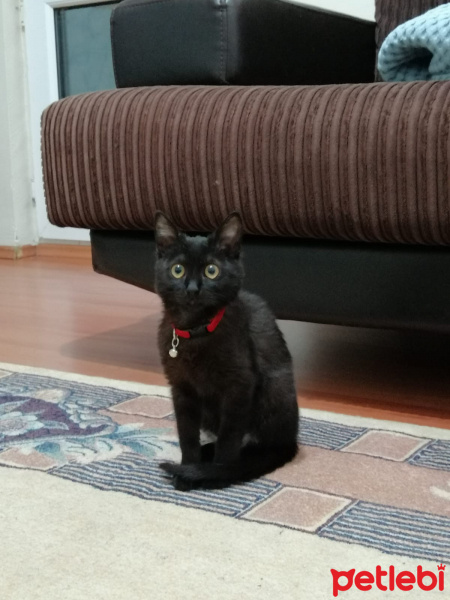 Bombay, Kedi Afrodit fotoğrafı