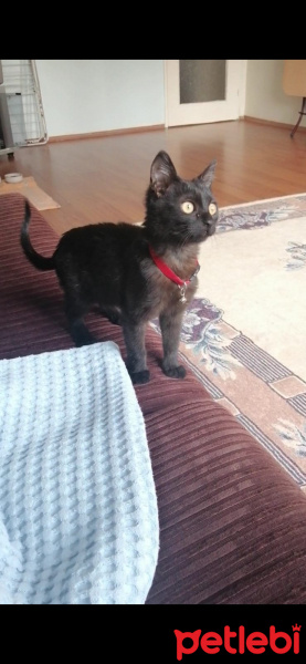 Bombay, Kedi Afrodit fotoğrafı