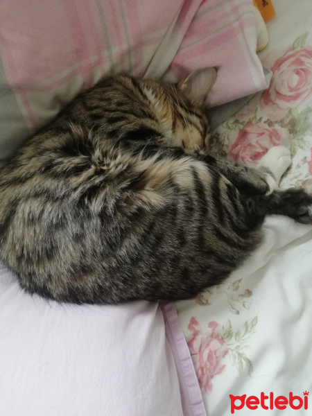 Tekir Kedi, Kedi Paris fotoğrafı