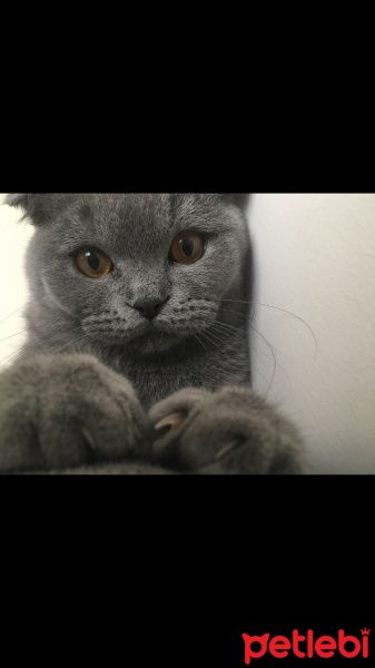 Scottish Fold, Kedi Leo fotoğrafı