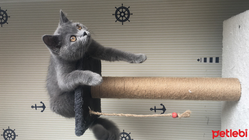 British Shorthair, Kedi Rıfkı fotoğrafı