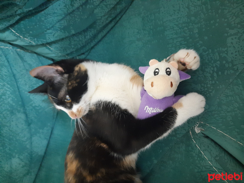 American Wirehair, Kedi Honey fotoğrafı