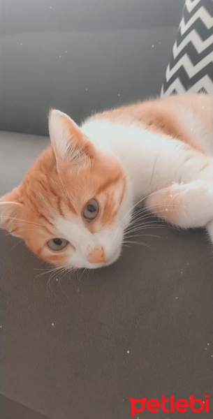 Sarman, Kedi gofret fotoğrafı